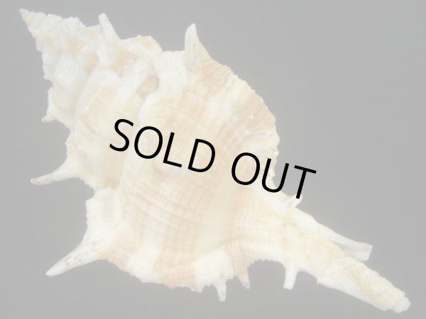 画像2: ハッキガイ(Siratus pliciferoides) 大　老成　美品 (2)