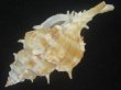 画像3: ハッキガイ(Siratus pliciferoides) 大　老成　美品 (3)
