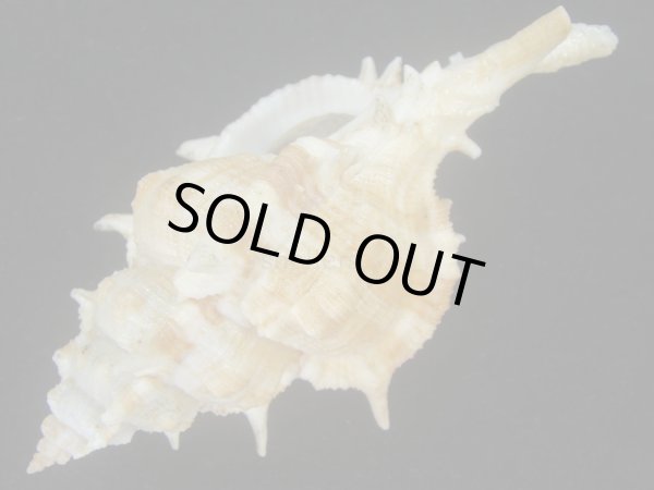 画像3: ハッキガイ(Siratus pliciferoides) 大　老成　美品 (3)