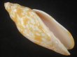 画像1: タテジワベニクジャク(Volutoconus hargreavesi) 死殻だけど特美品　大　老成 (1)