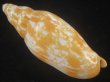 画像2: タテジワベニクジャク(Volutoconus hargreavesi) 死殻だけど特美品　大　老成 (2)