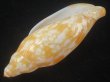 画像3: タテジワベニクジャク(Volutoconus hargreavesi) 死殻だけど特美品　大　老成 (3)