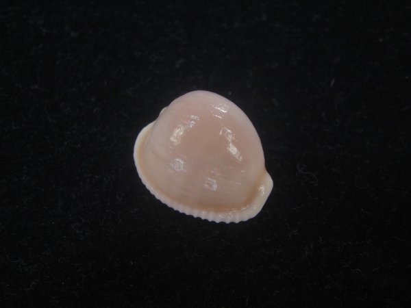 画像1: ミズタマボタン(Triviella magnidentata) 大　特濃色 (1)