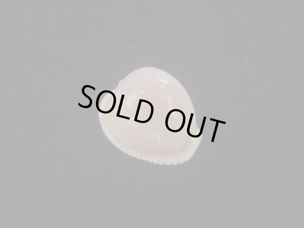 画像1: ミズタマボタン(Triviella magnidentata) 大　特濃色 (1)