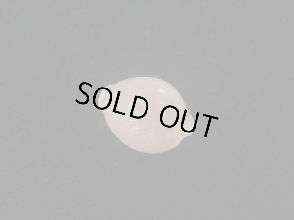 画像2: ミズタマボタン(Triviella magnidentata) 大　特濃色 (2)