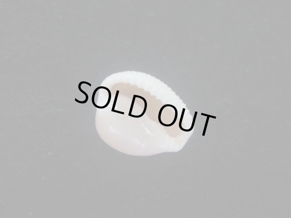 画像3: ミズタマボタン(Triviella magnidentata) 大　特濃色 (3)