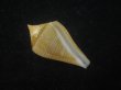 画像1: ナンベイヒシイモ(Conus cancellatus) 老成　特美品 (1)