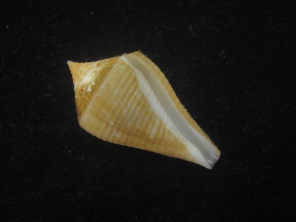 画像1: ナンベイヒシイモ(Conus cancellatus) 老成　特美品 (1)