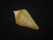 画像2: ナンベイヒシイモ(Conus cancellatus) 老成　特美品 (2)
