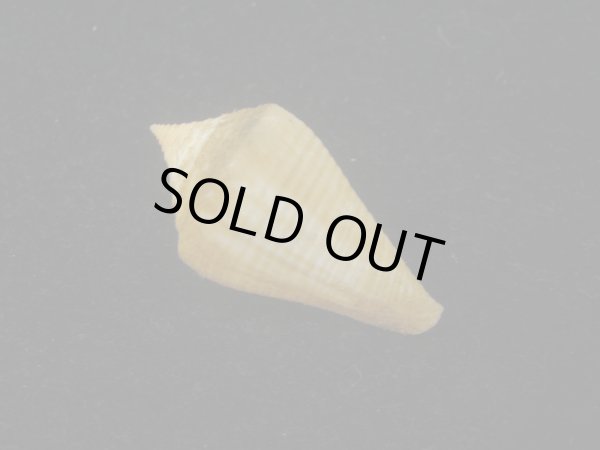 画像2: ナンベイヒシイモ(Conus cancellatus) 老成　特美品 (2)