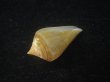 画像3: ナンベイヒシイモ(Conus cancellatus) 老成　特美品 (3)