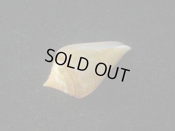 画像3: ナンベイヒシイモ(Conus cancellatus) 老成　特美品 (3)