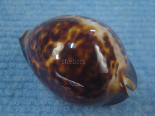 画像2: ビードロダカラ(Zoila thersites thersites) 濃色 特老成 (2)