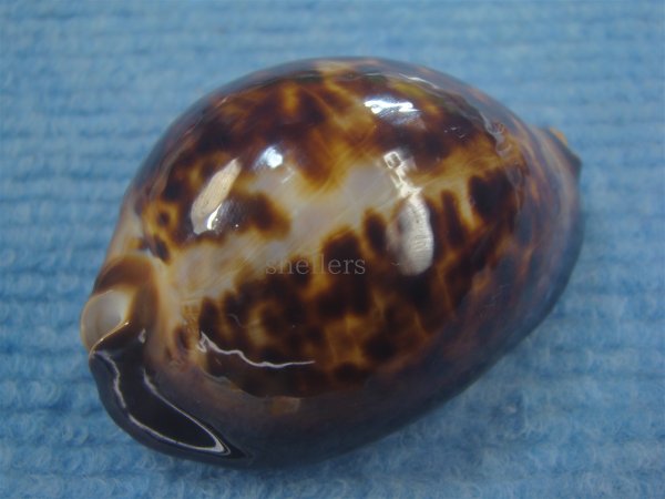 画像3: ビードロダカラ(Zoila thersites thersites) 濃色 特老成 (3)