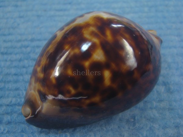 画像4: ビードロダカラ(Zoila thersites thersites) 濃色 特老成 (4)