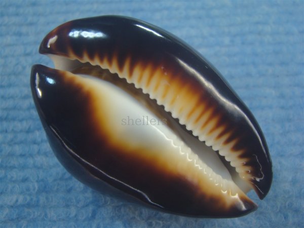 画像5: ビードロダカラ(Zoila thersites thersites) 濃色 特老成 (5)