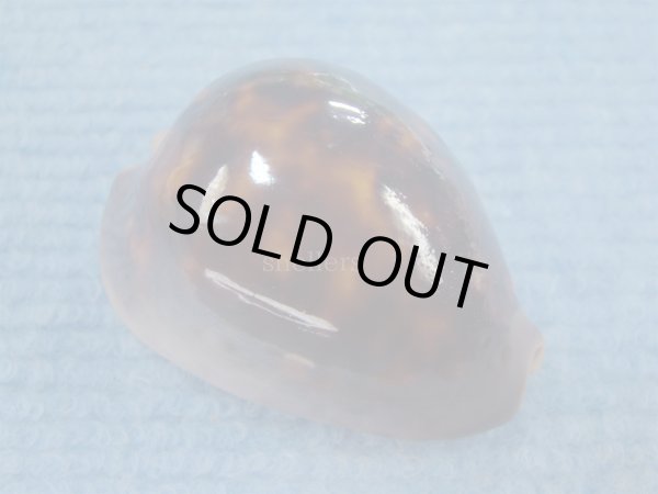 画像1: ソレントメンコイダカラ(Zoila venusta sorrentensis) 大　特濃色 (1)