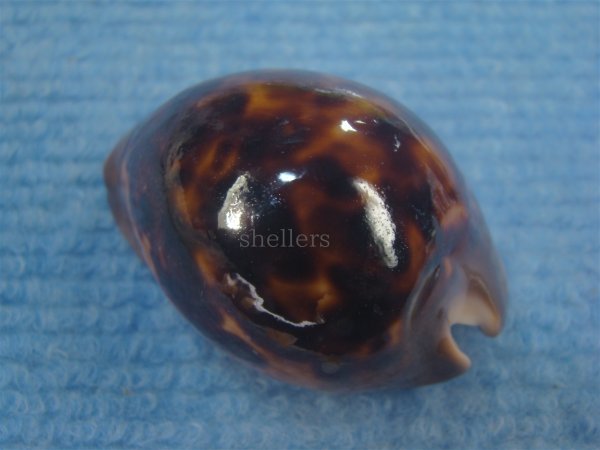 画像2: ソレントメンコイダカラ(Zoila venusta sorrentensis) 大　特濃色 (2)