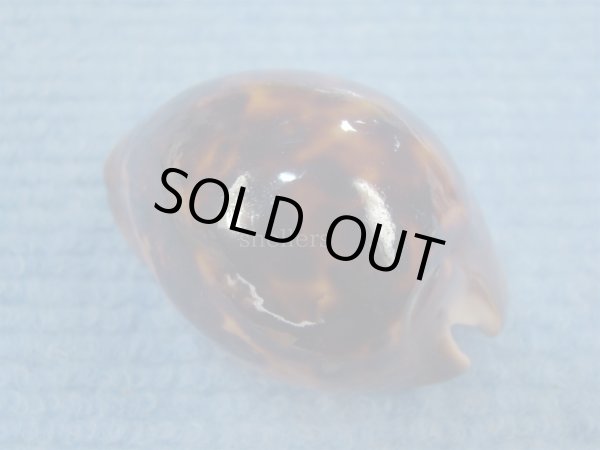 画像2: ソレントメンコイダカラ(Zoila venusta sorrentensis) 大　特濃色 (2)