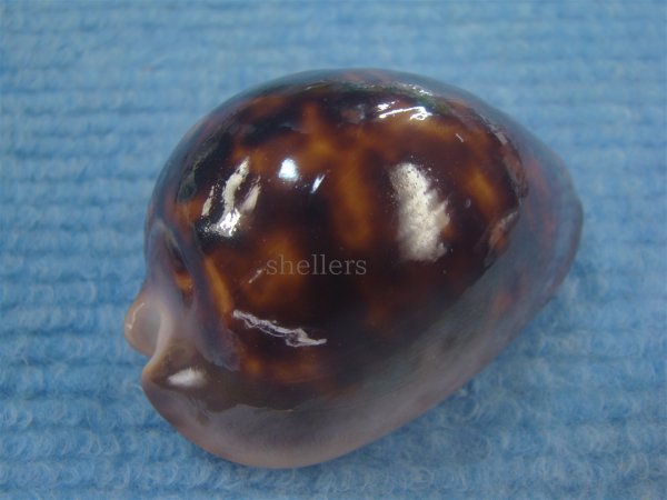 画像3: ソレントメンコイダカラ(Zoila venusta sorrentensis) 大　特濃色 (3)