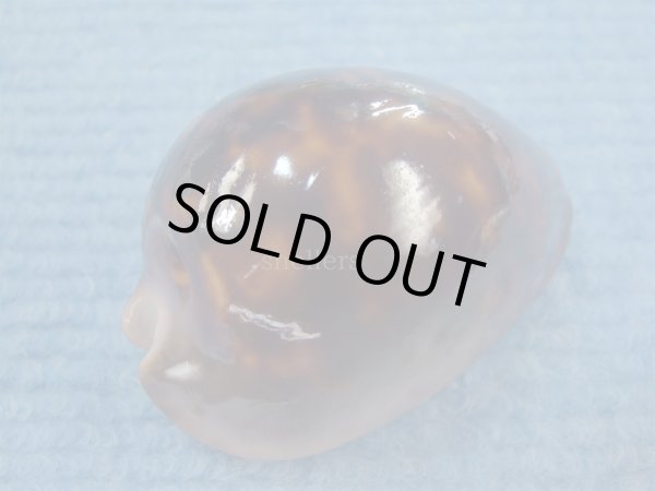 画像3: ソレントメンコイダカラ(Zoila venusta sorrentensis) 大　特濃色 (3)