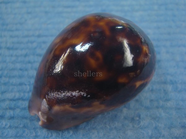 画像4: ソレントメンコイダカラ(Zoila venusta sorrentensis) 大　特濃色 (4)