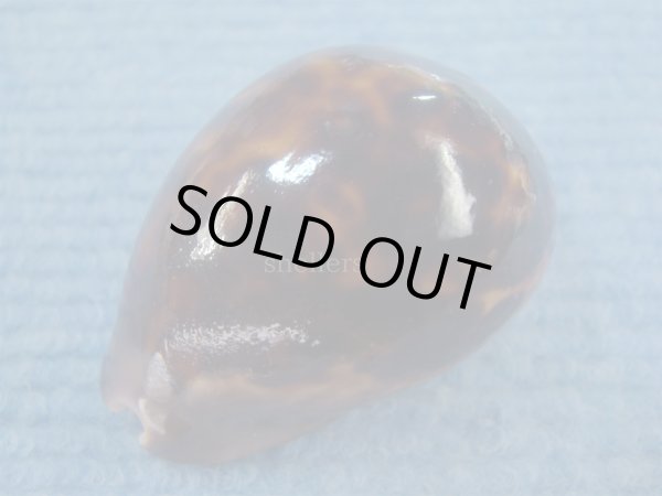 画像4: ソレントメンコイダカラ(Zoila venusta sorrentensis) 大　特濃色 (4)