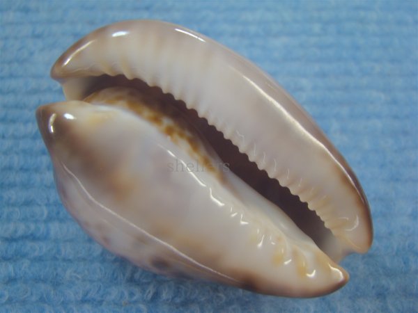 画像5: ソレントメンコイダカラ(Zoila venusta sorrentensis) 大　特濃色 (5)