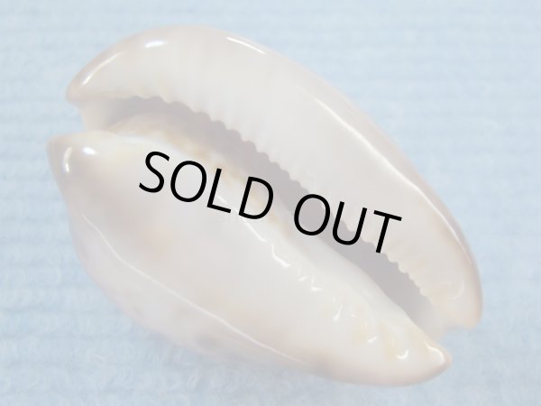 画像5: ソレントメンコイダカラ(Zoila venusta sorrentensis) 大　特濃色 (5)