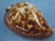 画像1: ナガクロガネダカラ(Zoila friendii insulata) 大 (1)