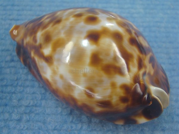 画像2: ナガクロガネダカラ(Zoila friendii insulata) 大 (2)