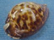 画像3: ナガクロガネダカラ(Zoila friendii insulata) 大 (3)