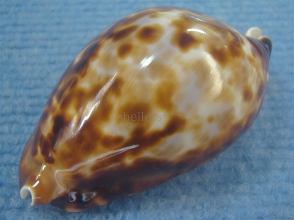 画像4: ナガクロガネダカラ(Zoila friendii insulata) 大 (4)