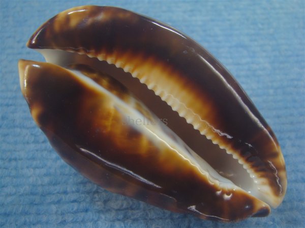 画像5: ナガクロガネダカラ(Zoila friendii insulata) 大 (5)