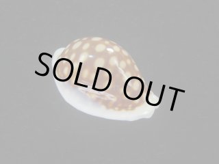 タカラガイ・ウミウサギ類 - Kaiショップ