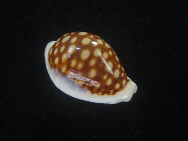 画像1: オオクロカノコダカラ(Cribrarula exmouthensis magnifica) 大　美品 (1)