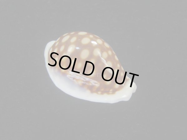 画像1: オオクロカノコダカラ(Cribrarula exmouthensis magnifica) 大　美品 (1)