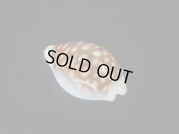 画像2: オオクロカノコダカラ(Cribrarula exmouthensis magnifica) 大　美品 (2)