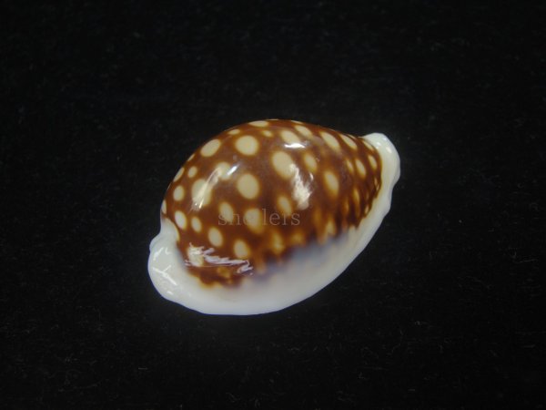 画像3: オオクロカノコダカラ(Cribrarula exmouthensis magnifica) 大　美品 (3)