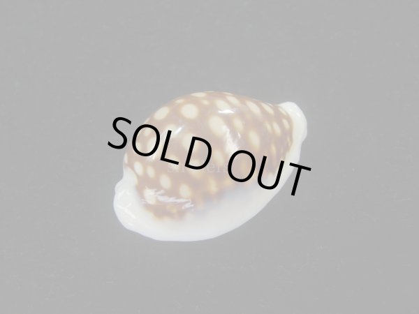 画像3: オオクロカノコダカラ(Cribrarula exmouthensis magnifica) 大　美品 (3)