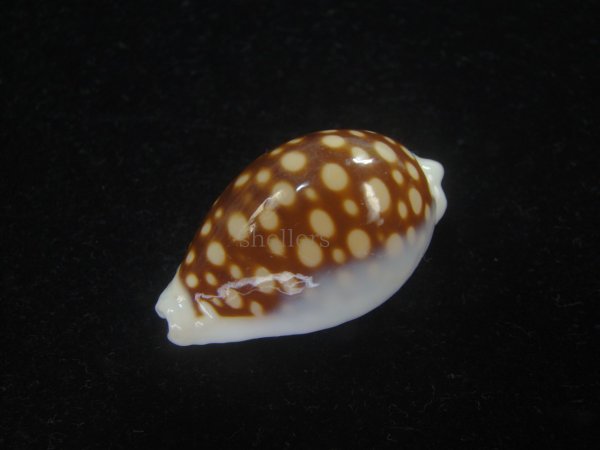 画像4: オオクロカノコダカラ(Cribrarula exmouthensis magnifica) 大　美品 (4)