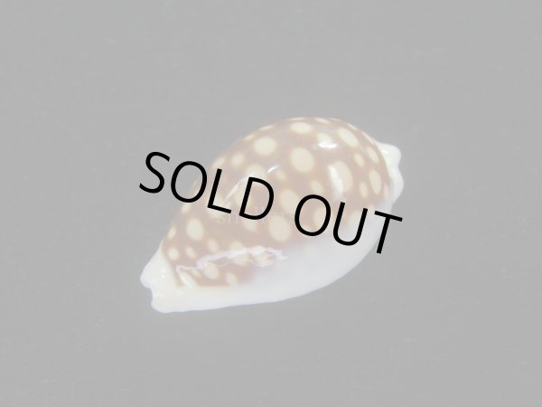 画像4: オオクロカノコダカラ(Cribrarula exmouthensis magnifica) 大　美品 (4)