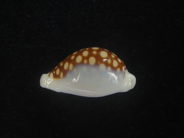 画像5: オオクロカノコダカラ(Cribrarula exmouthensis magnifica) 大　美品 (5)