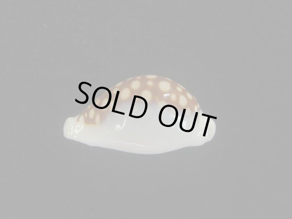 画像5: オオクロカノコダカラ(Cribrarula exmouthensis magnifica) 大　美品 (5)