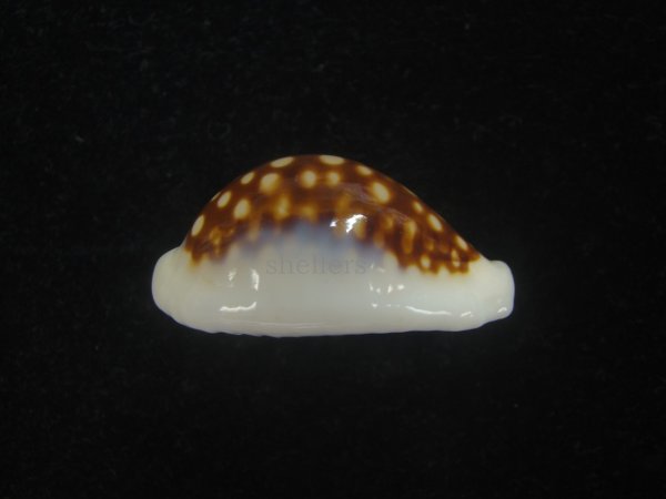 画像6: オオクロカノコダカラ(Cribrarula exmouthensis magnifica) 大　美品 (6)