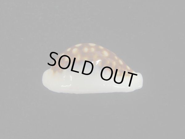 画像6: オオクロカノコダカラ(Cribrarula exmouthensis magnifica) 大　美品 (6)