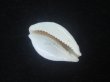 画像7: オオクロカノコダカラ(Cribrarula exmouthensis magnifica) 大　美品 (7)