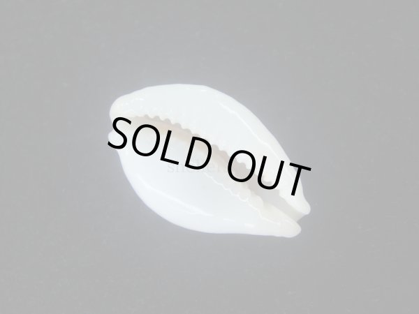 画像7: オオクロカノコダカラ(Cribrarula exmouthensis magnifica) 大　美品 (7)