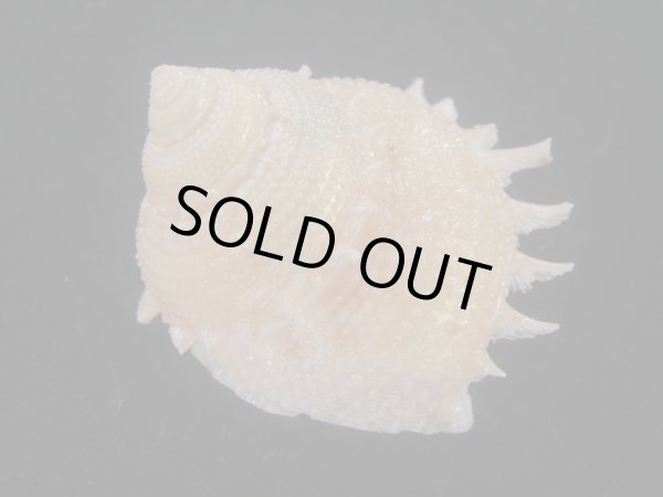 画像2: カンスガイ(Bolma millegranosa) 大　美品 (2)