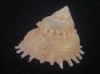 画像3: カンスガイ(Bolma millegranosa) 大　美品 (3)